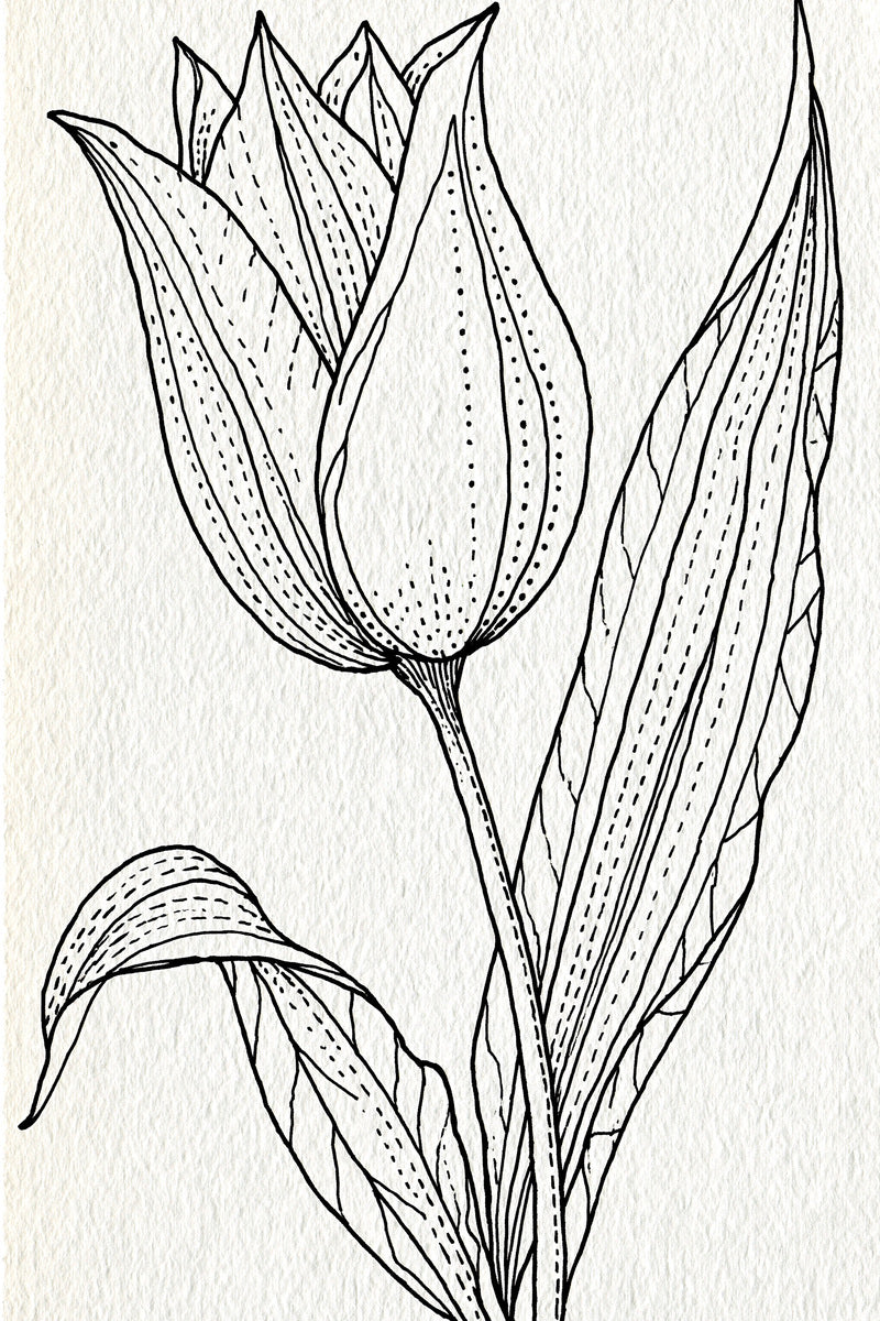 Tulip Appliqu Motif Appliqu Compatible from Appliqué Compatible Designs Book 2, a digital embroidery design reference for machine embroidery designs, embroidery patterns and embroidery design reference.
