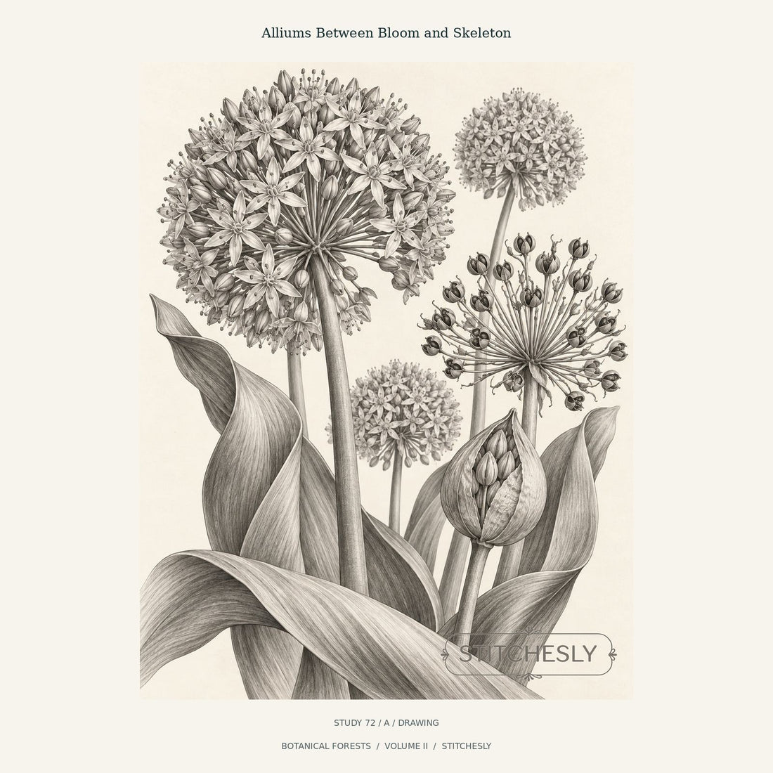 Allium drawing with dense flowering heads, an open radial seed head and curling leaves, Botanical Forests Study 72 A.