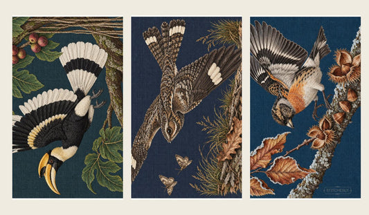 Three Botanical Forests bird studies showing contrasting wing geometries: Hornbill launch, Nightjar banking flight and Brambling landing.