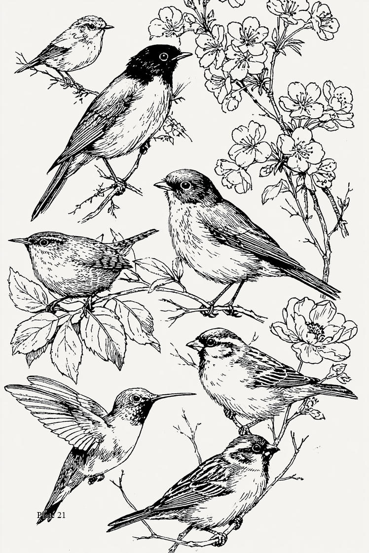Vogel-Stickerei - Buch 1 | Digitales PDF-Stickdesign-Buch