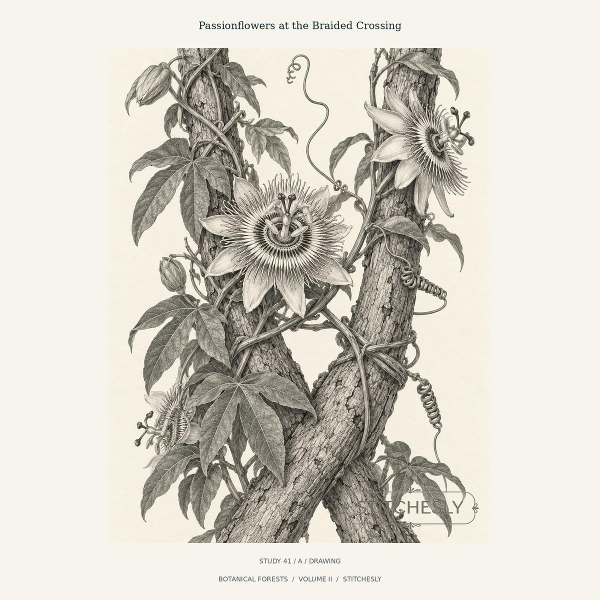 Detailed monochrome passionflowers, curling tendrils and leaves climbing around a tree trunk. Study 41 A, with Stitchesly preview watermark.