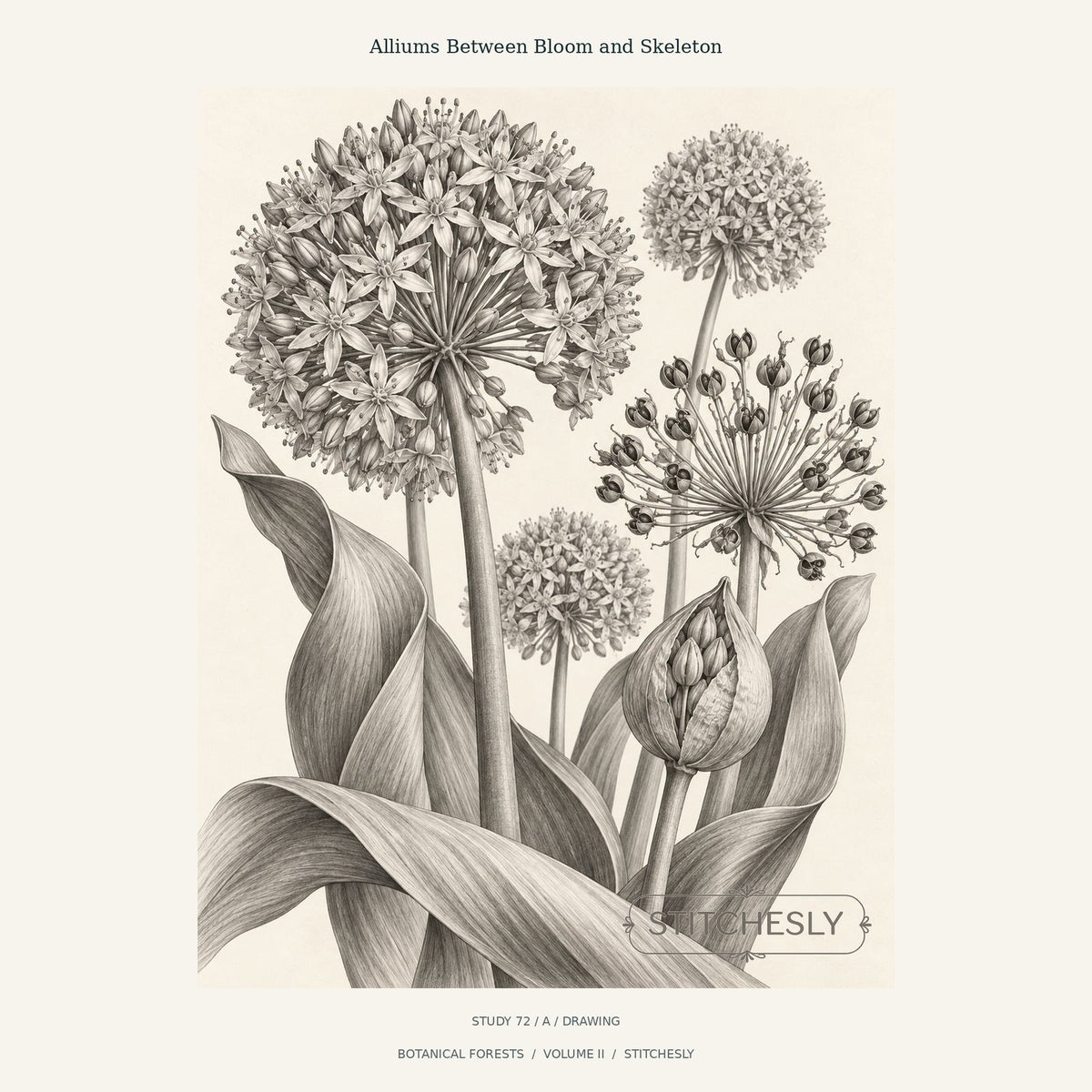 Monochrome allium study showing rounded flower heads, opening buds and broad leaves. Study 72 A from Botanical Forests, with Stitchesly preview watermark.