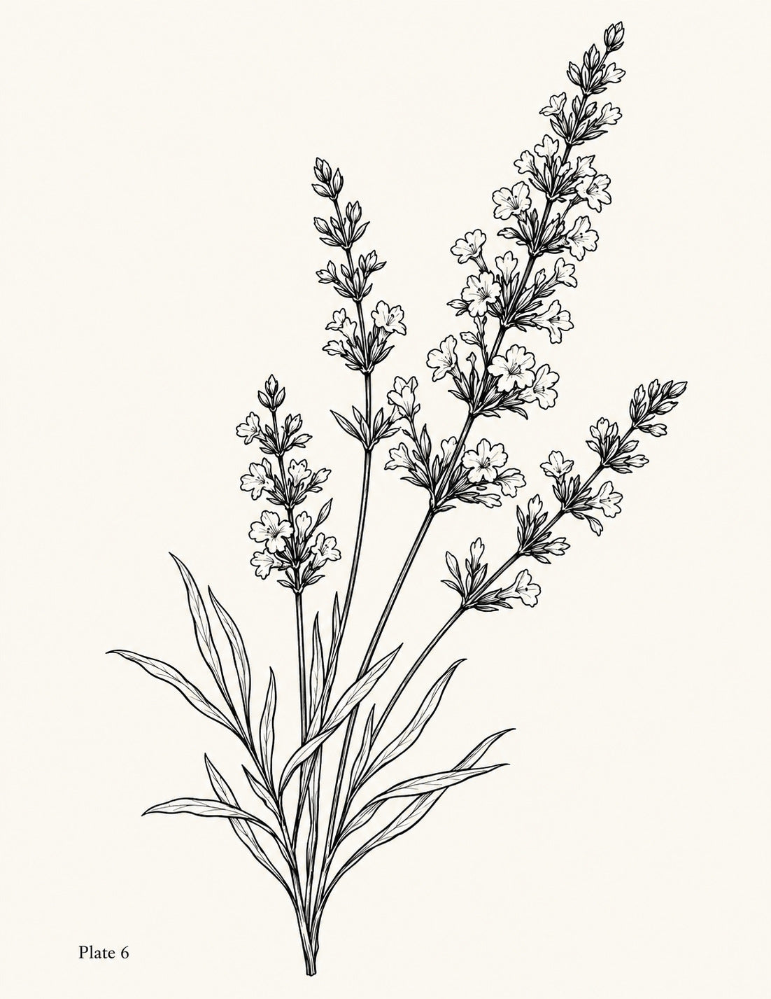 Line drawing of branching lavender stems with narrow leaves, Study 6.