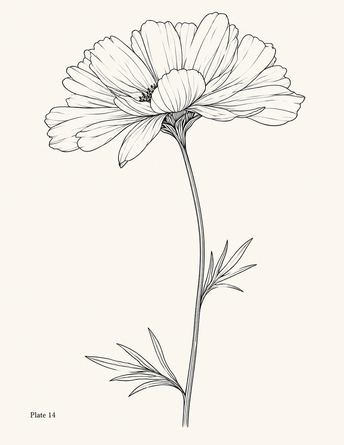 Line drawing of a daisy in side profile with a slender stem and narrow leaves, Study 14.