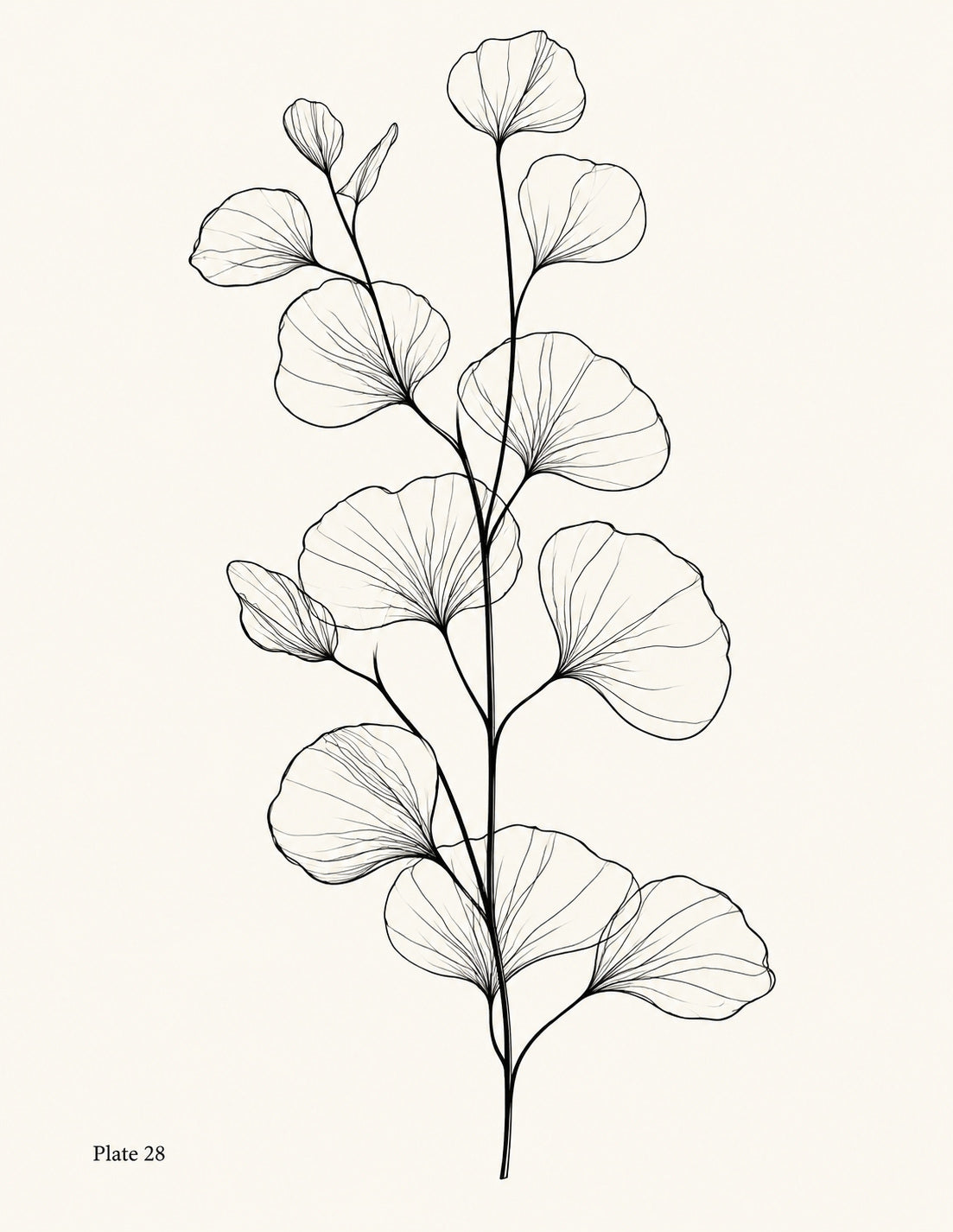 Line drawing of an upright ginkgo branch with fan-shaped leaves, Study 28.