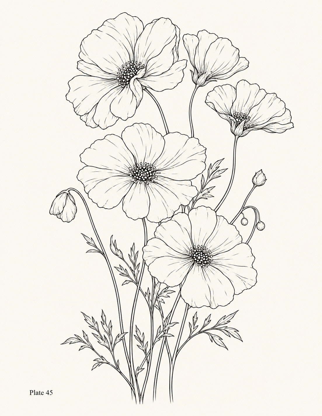 Line drawing of a garden spray with five poppy flowers, buds and foliage, Study 45.