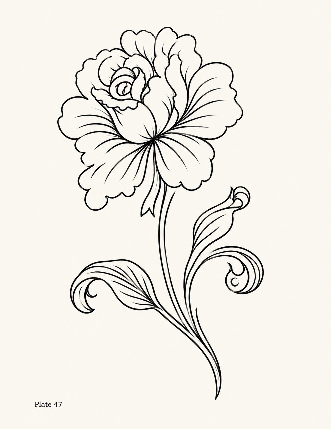 Line drawing of an ornamental bloom with curled petals and scrolling leaves, Study 47.