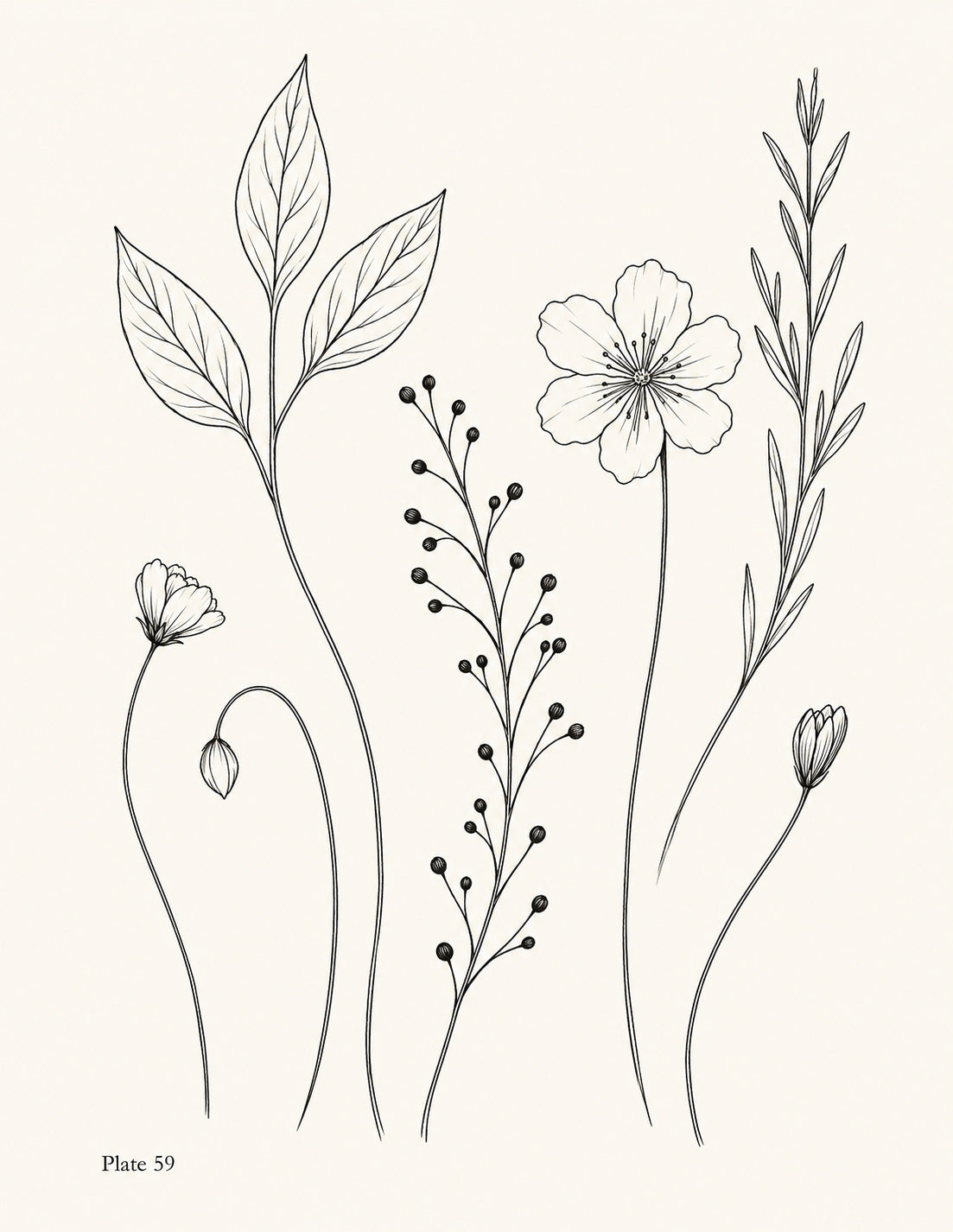 Line drawing of seven individual botanical stems, including leaves, buds, berries and a flower, Study 59.