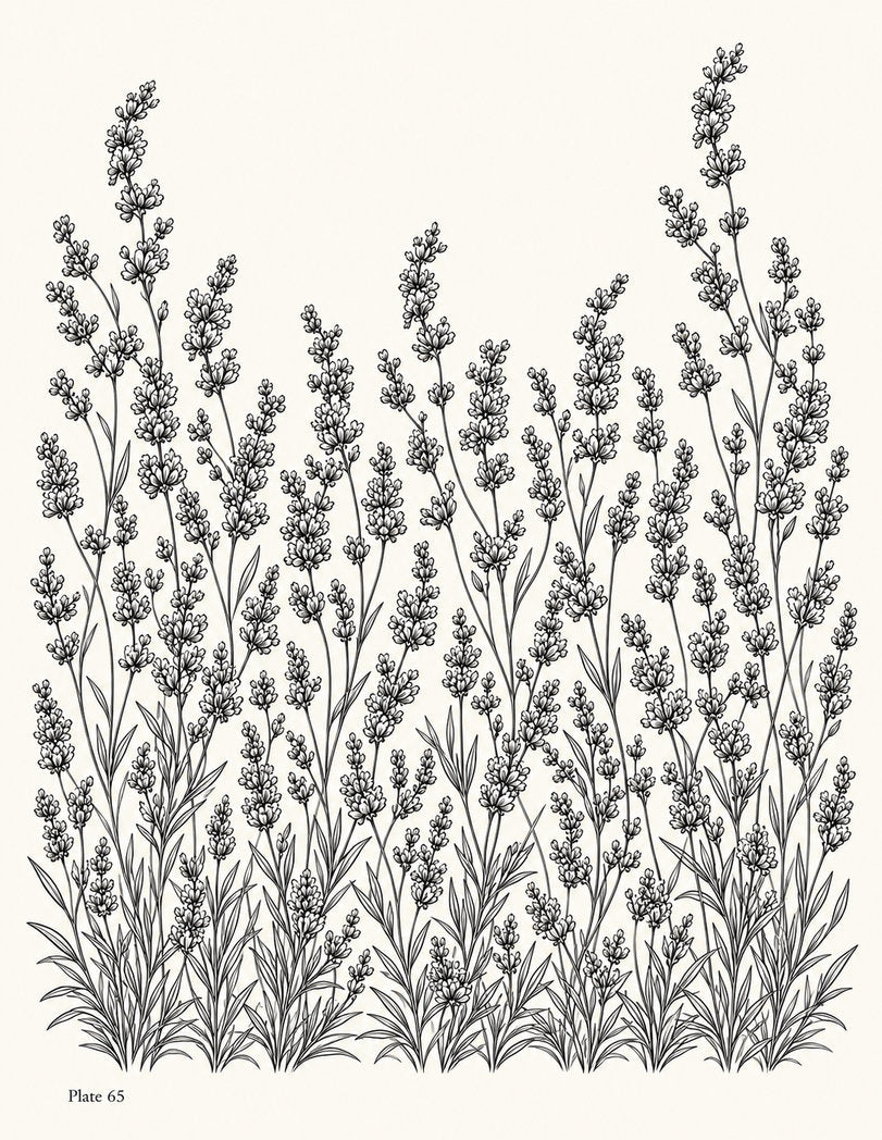 Line drawing of a lavender meadow panel filled with upright flowering stems, Study 65.