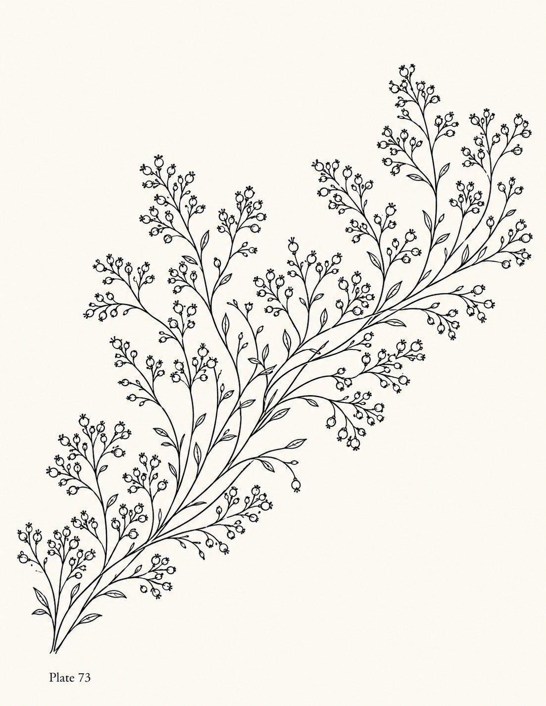 Line drawing of an ascending berry spray with branching stems and small leaves, Study 73.