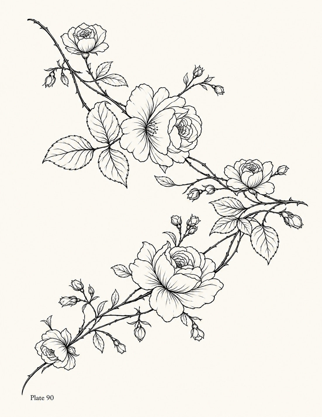 Line drawing of a diagonal zigzag rose garland with flowers, buds and leaves, Study 90.