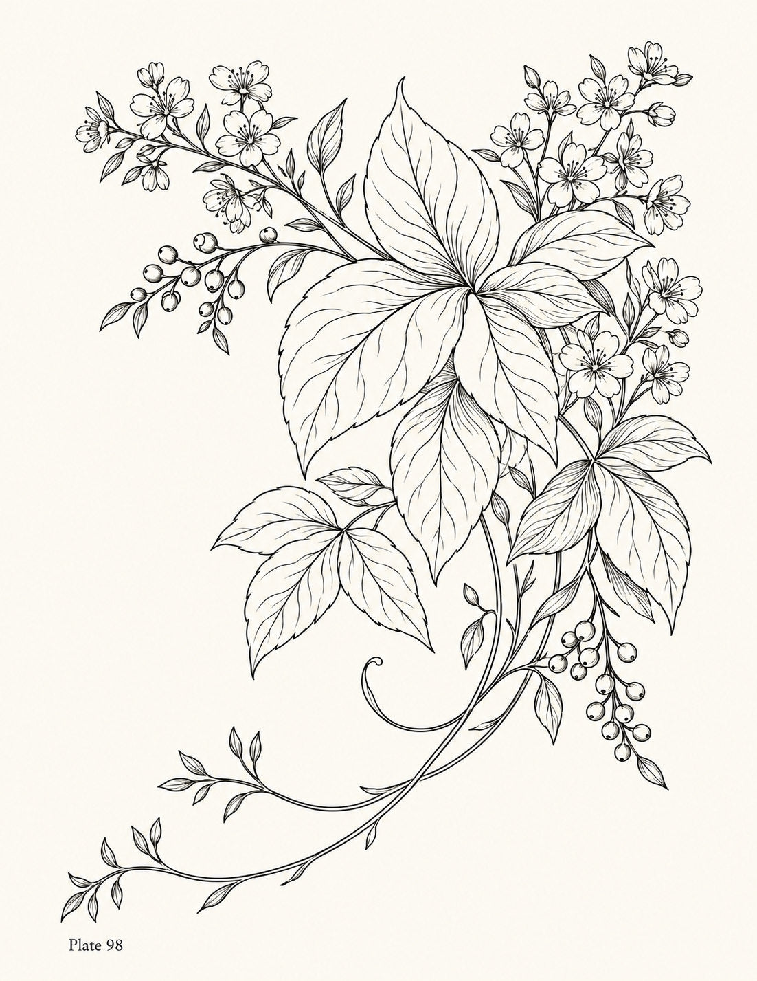 Line drawing of a flowering vine with broad leaves and clusters of small blossoms, Study 98.