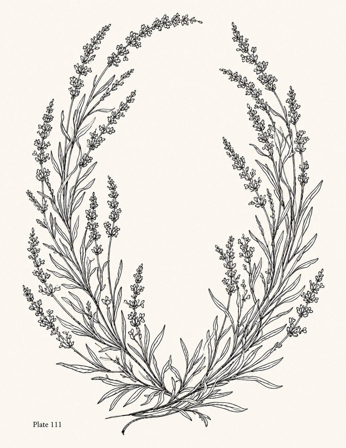 Line drawing of an open lavender wreath tied at the base, Study 111.