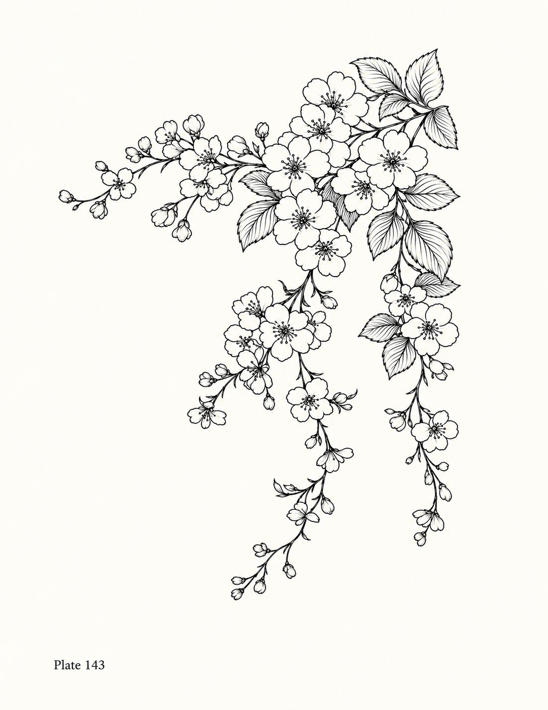 Line drawing of a trailing floral corner spray with blossoms, buds and foliage, Study 143.