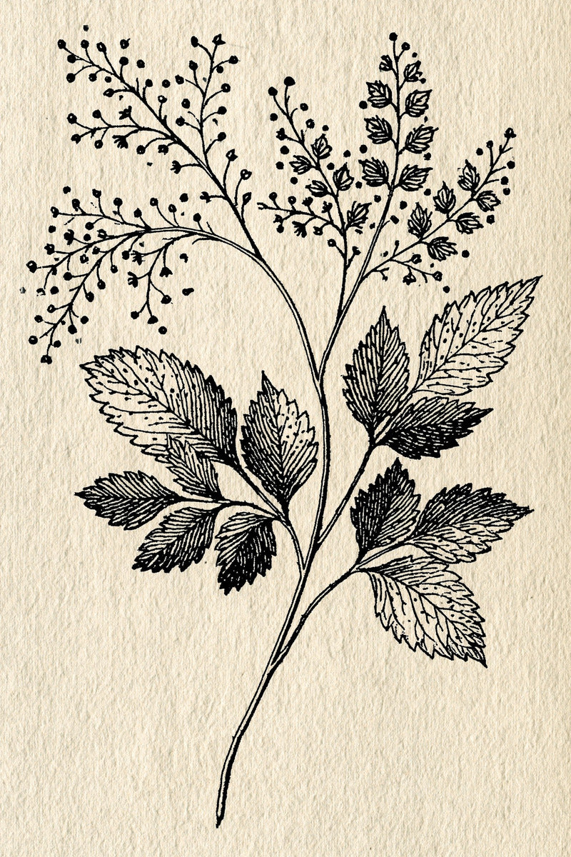 Victorian Sprig & Heirloom Botanicals Book 49 Product Book 5 digital PDF embroidery design book - product image 21