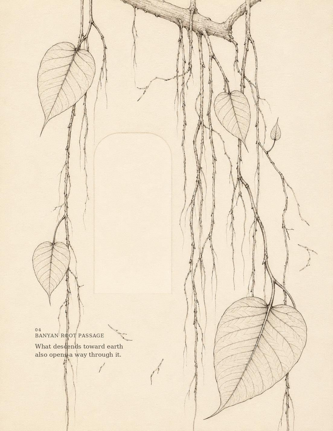 Banyan Root Passage botanical drawing with hanging roots and open repair reserve