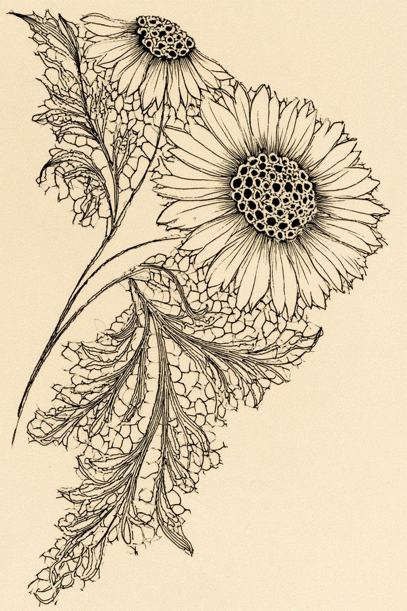 Drawing of two daisy flowers above serrated leaves filled with a lace-like network.