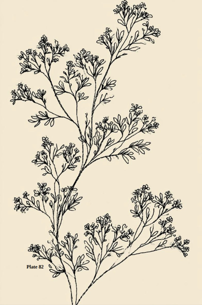 Botanical Embroidery Designs Book from Botanical Embroidery Designs Book 1, a digital embroidery design reference for machine embroidery designs, embroidery patterns and botanical and floral embroidery.