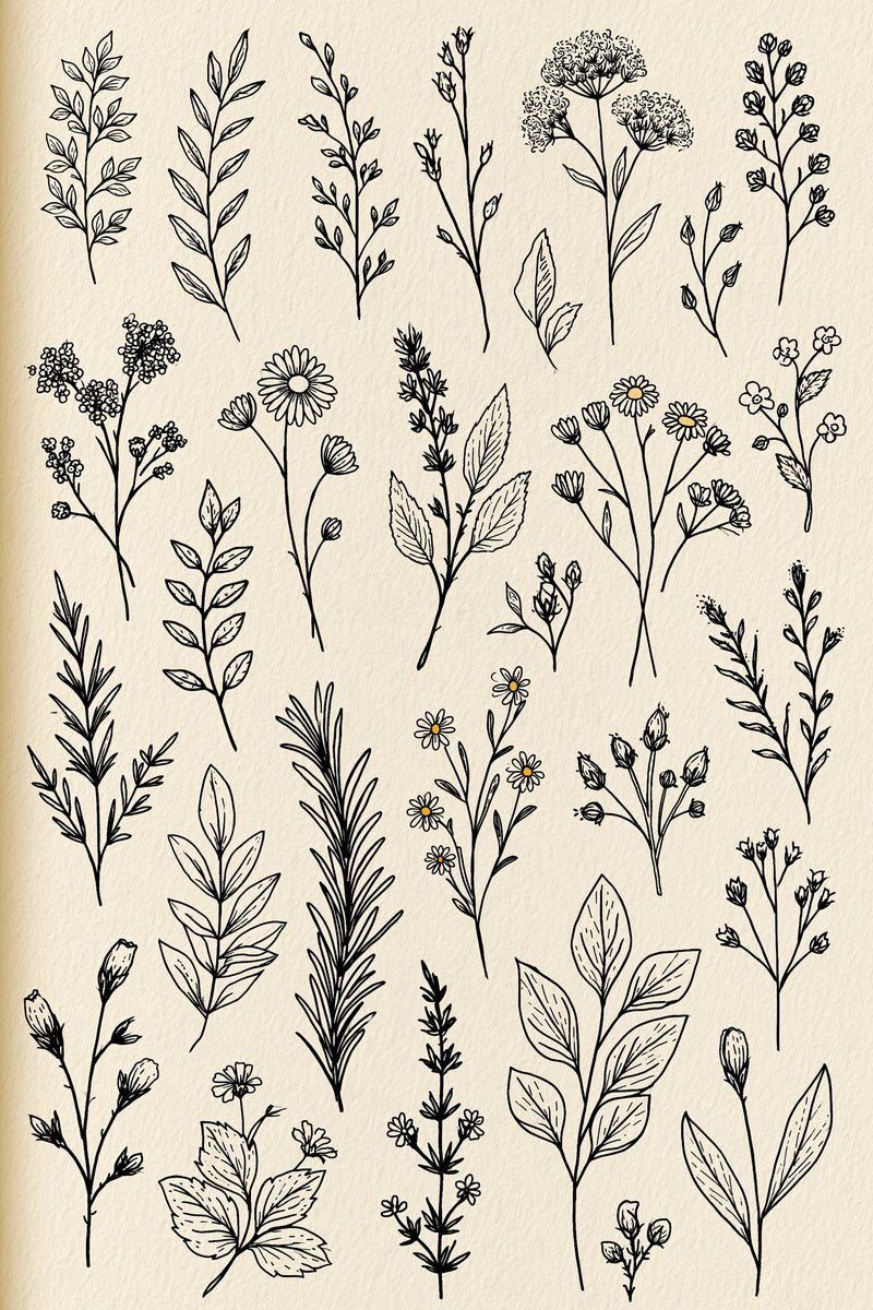 Original design: a specimen sampler of separate tiny herb sprigs, daisies, umbrella flowers, buds, veined leaves and needle-leaf branches.