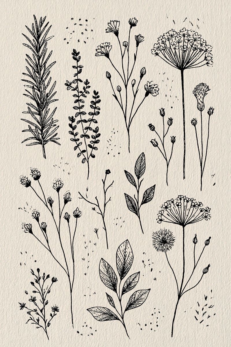 Original design: an airy botanical sampler with one long needle-leaf twig, little herb sprigs, cup flower stems, two tall umbrella blooms and veined leaf branches.