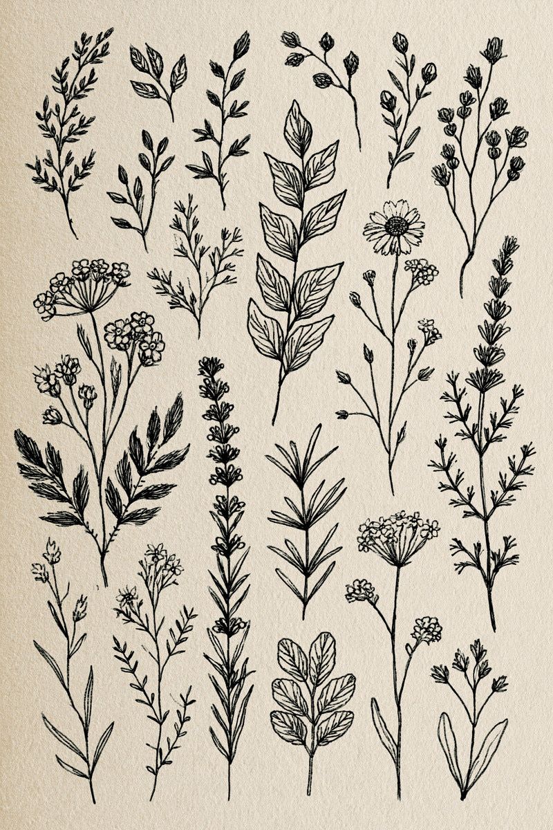 Original design: a specimen sampler of separate slender herb twigs, branching buds, umbrella flowers, tall leafy stems and lavender-like spikes.