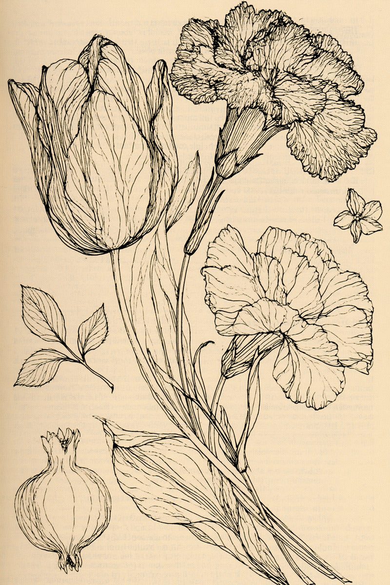 Original drawing of tulip carnation and open flower study, from Colbert Embroidery Studies Book Three.