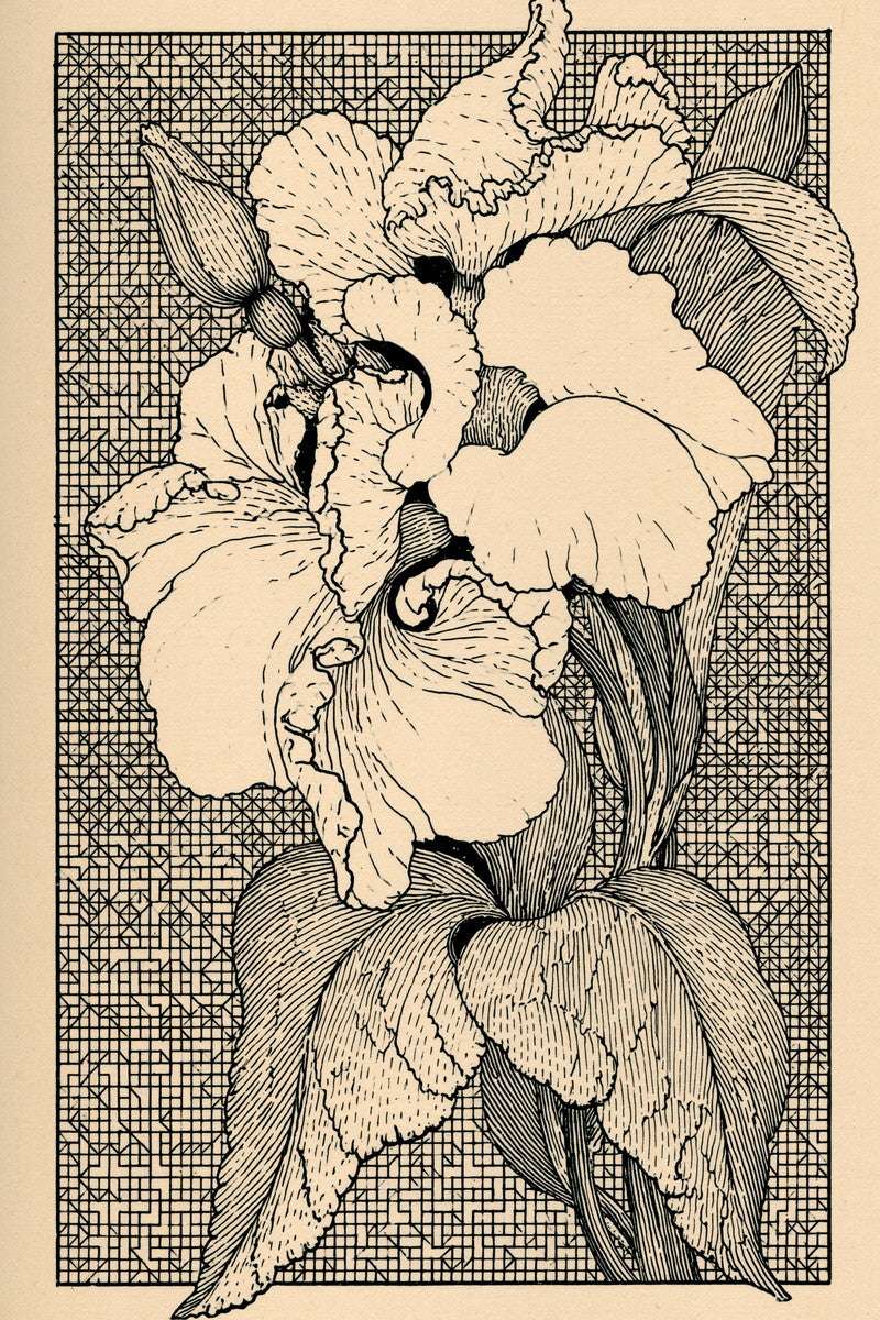 Original drawing of ivory iris on counted lattice panel, from Colbert Embroidery Studies Book Four.