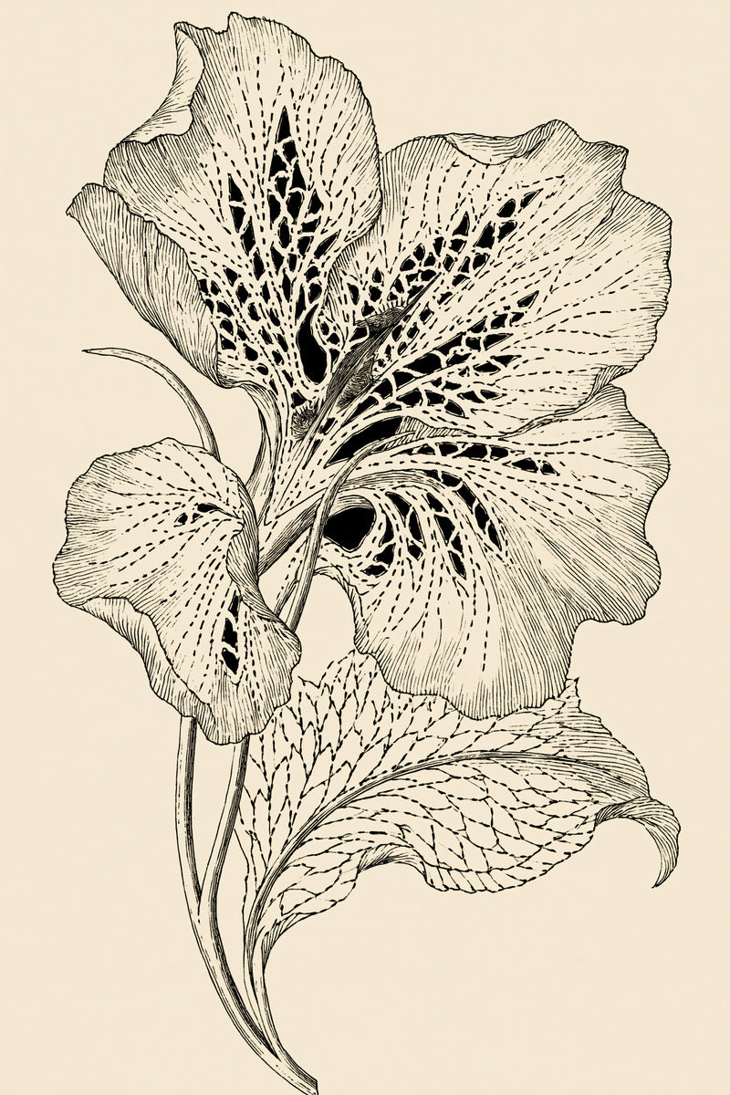 Cutwork Floral Detail French Embroidery from French Embroidery & La Broderie Blanche Book 2, a digital embroidery design reference for machine embroidery designs, embroidery patterns and lace and broderie details.