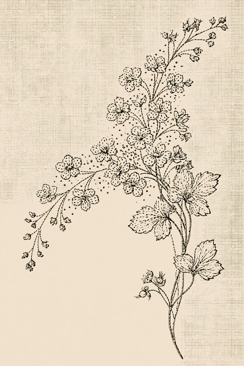 French Guest Towel Motif French from French Embroidery & La Broderie Blanche Book 8, a digital embroidery design reference for machine embroidery designs, embroidery patterns and lace and broderie details.