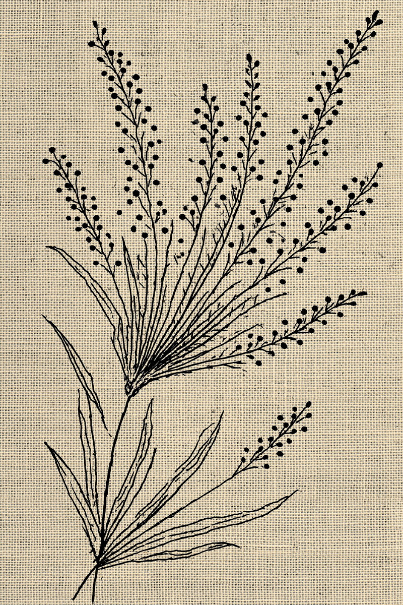 French Lavender Linen Placement French from French Embroidery & La Broderie Blanche Book 3, a digital embroidery design reference for machine embroidery designs, embroidery patterns and lace and broderie details.