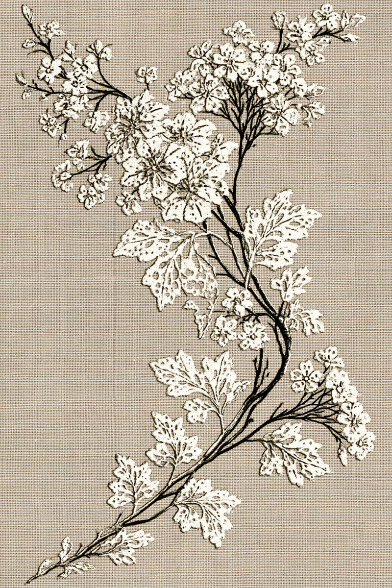 French Pillow Corner Motif French from French Embroidery & La Broderie Blanche Book 3, a digital embroidery design reference for machine embroidery designs, embroidery patterns and corner embroidery.
