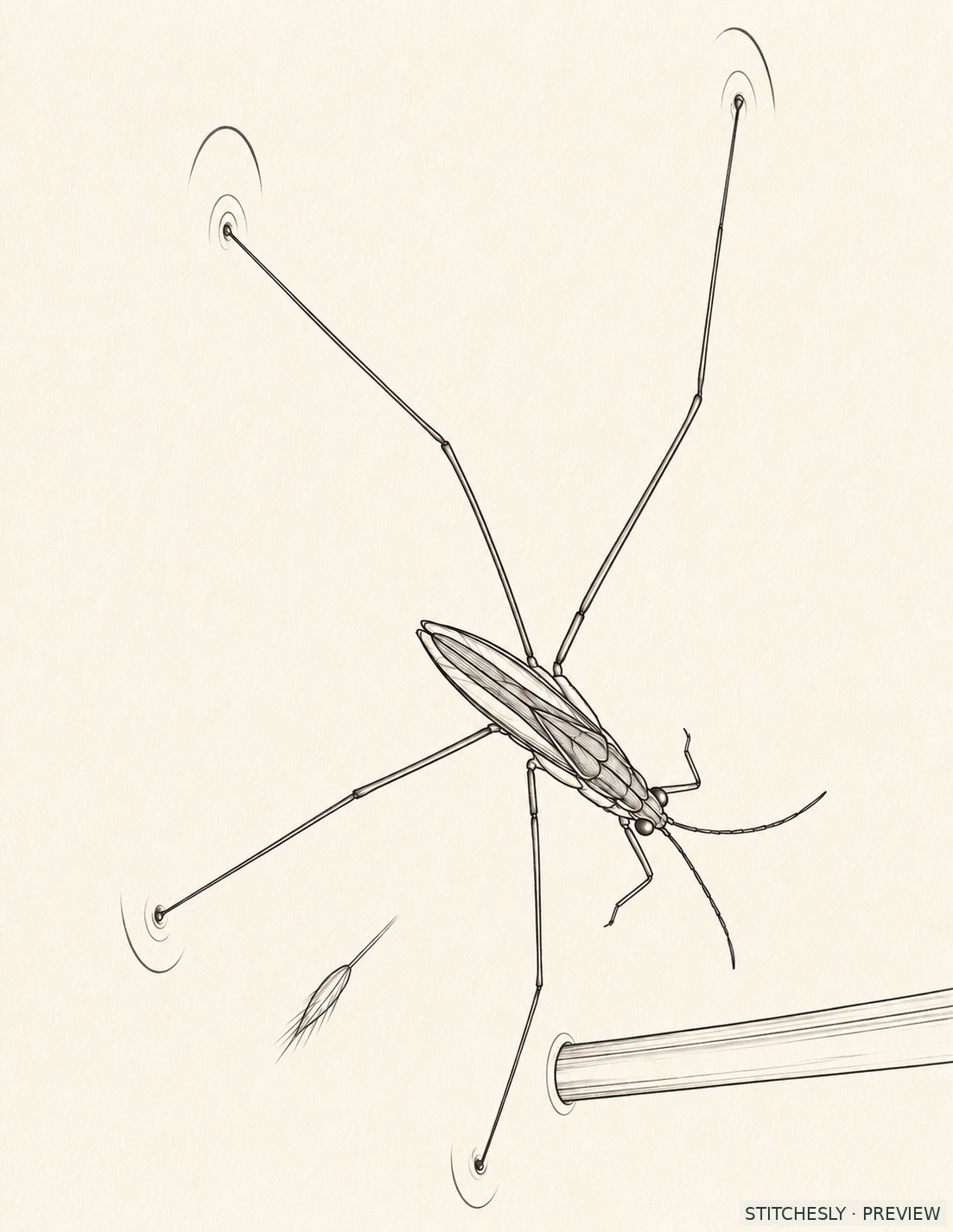 Study 21 A, Pond Skater Turning at the Reed Shadow. Reference drawing from The Insect Embroidery Cabinet.