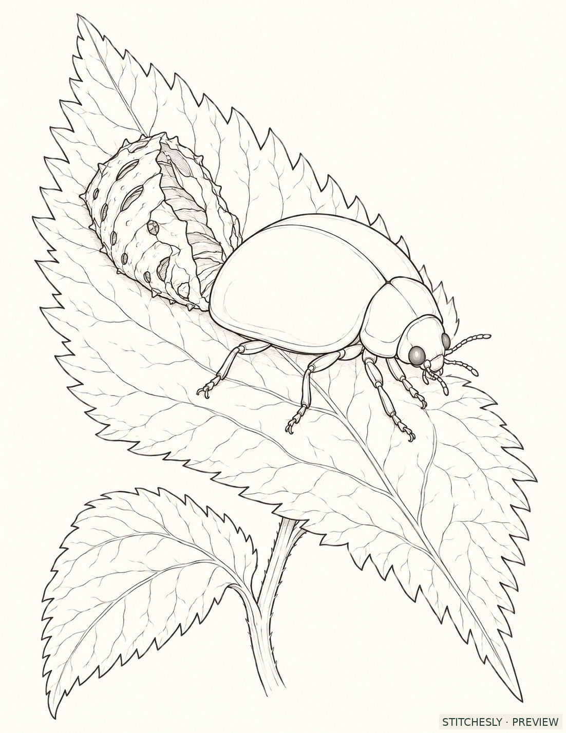 Study 41 A, Ladybird Opening the Pupal Seam. Reference drawing from The Insect Embroidery Cabinet.