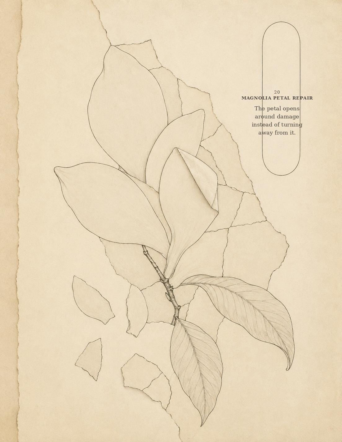 Magnolia Petal Repair botanical drawing with layered petals and repair reserve