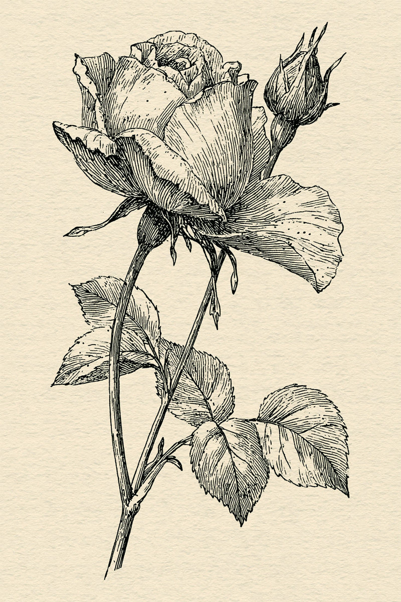 Victorian Sprig & Heirloom Botanicals Book 49 Product Book 5 digital PDF embroidery design book - product image 14