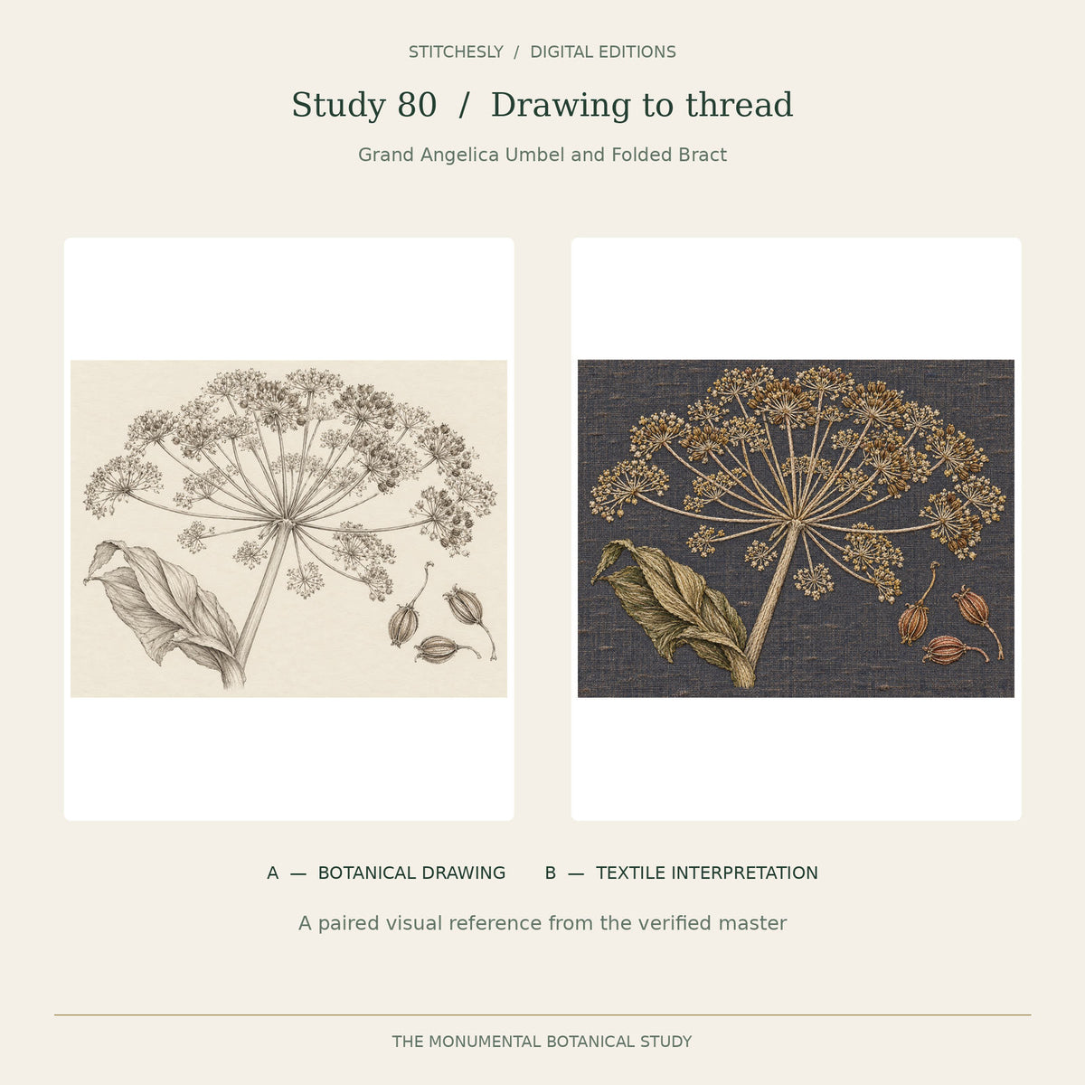 Study 80, Grand Angelica Umbel and Folded Bract: A botanical drawing on the left and B embroidered textile interpretation on the right, reproduced from the verified Monumental Botanicals master.