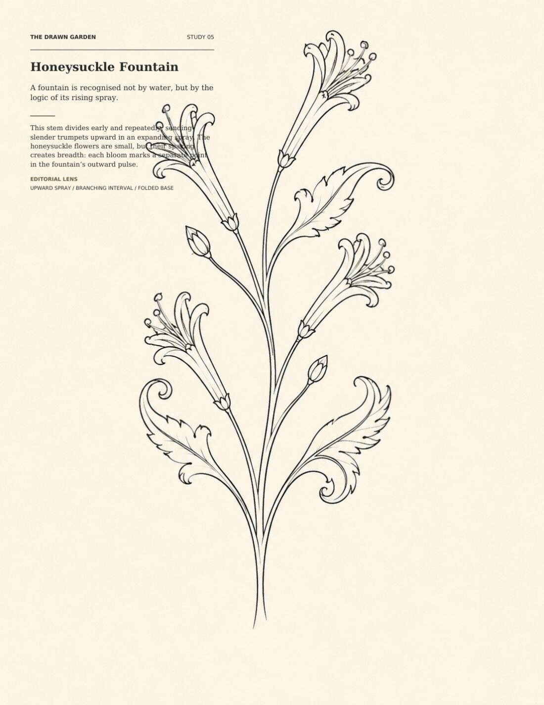 The Drawn Garden page featuring a rising honeysuckle fountain with branching flowers, buds and curled leaves in monochrome linework.