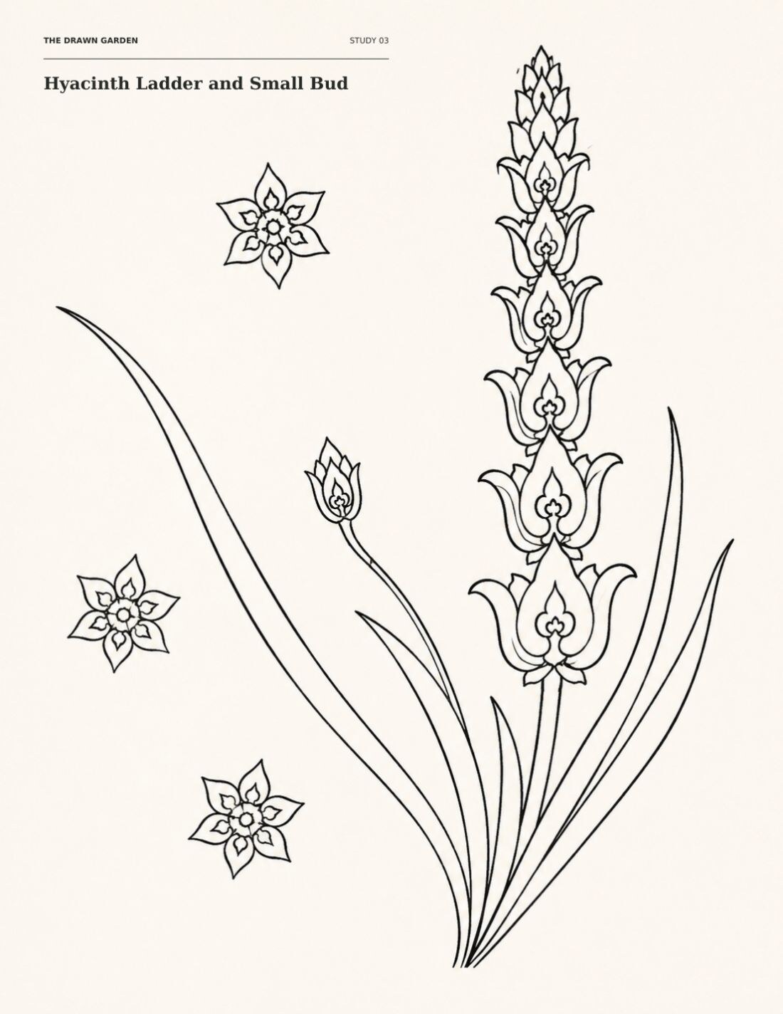 The Drawn Garden page featuring Hyacinth Ladder and Small Bud with long leaves and three floating rosettes in monochrome linework.