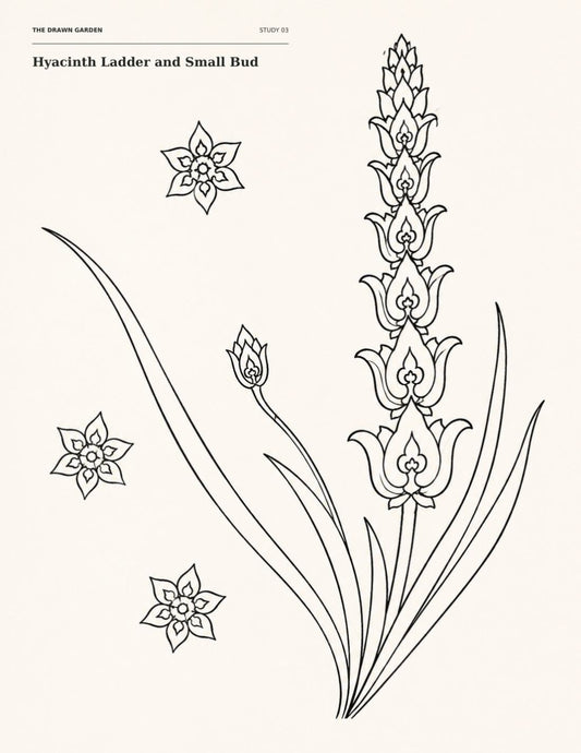 The Drawn Garden page featuring Hyacinth Ladder and Small Bud with long leaves and three floating rosettes in monochrome linework.
