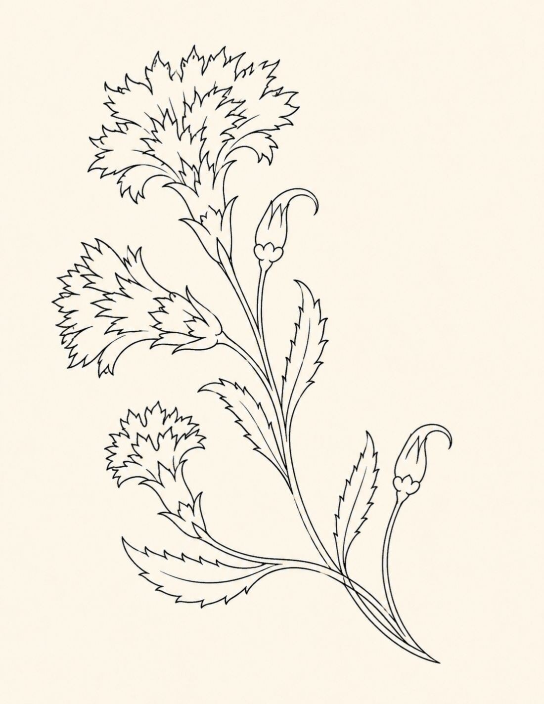 The Drawn Garden page showing Three Carnations in a Rising Fan as a clean monochrome Ottoman floral composition.