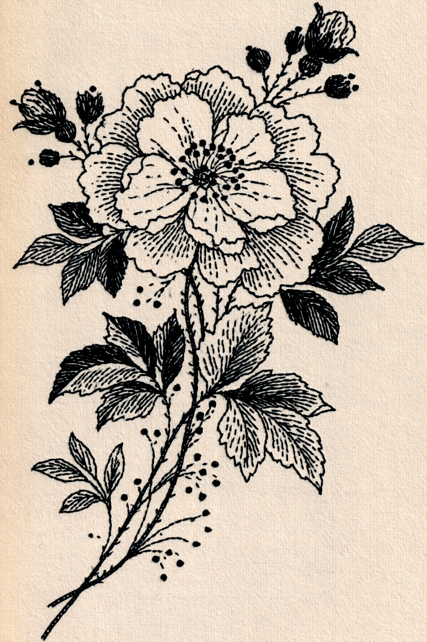 Appliqué Compatible Designs - Book 1 | Digital PDF Embroidery Design Book