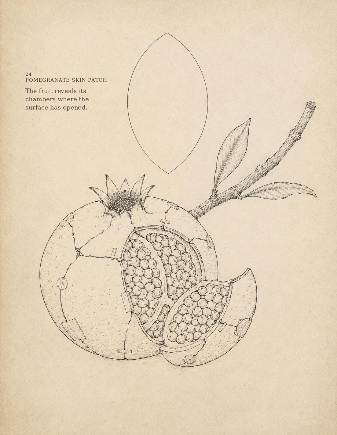 Pomegranate Skin Patch botanical drawing with open fruit and detached skin shape