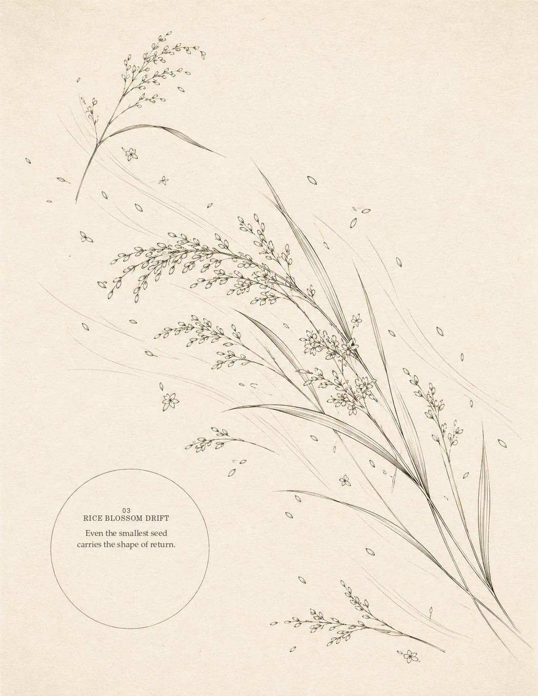 Rice Blossom Drift botanical drawing with delicate stems and open circular reserve