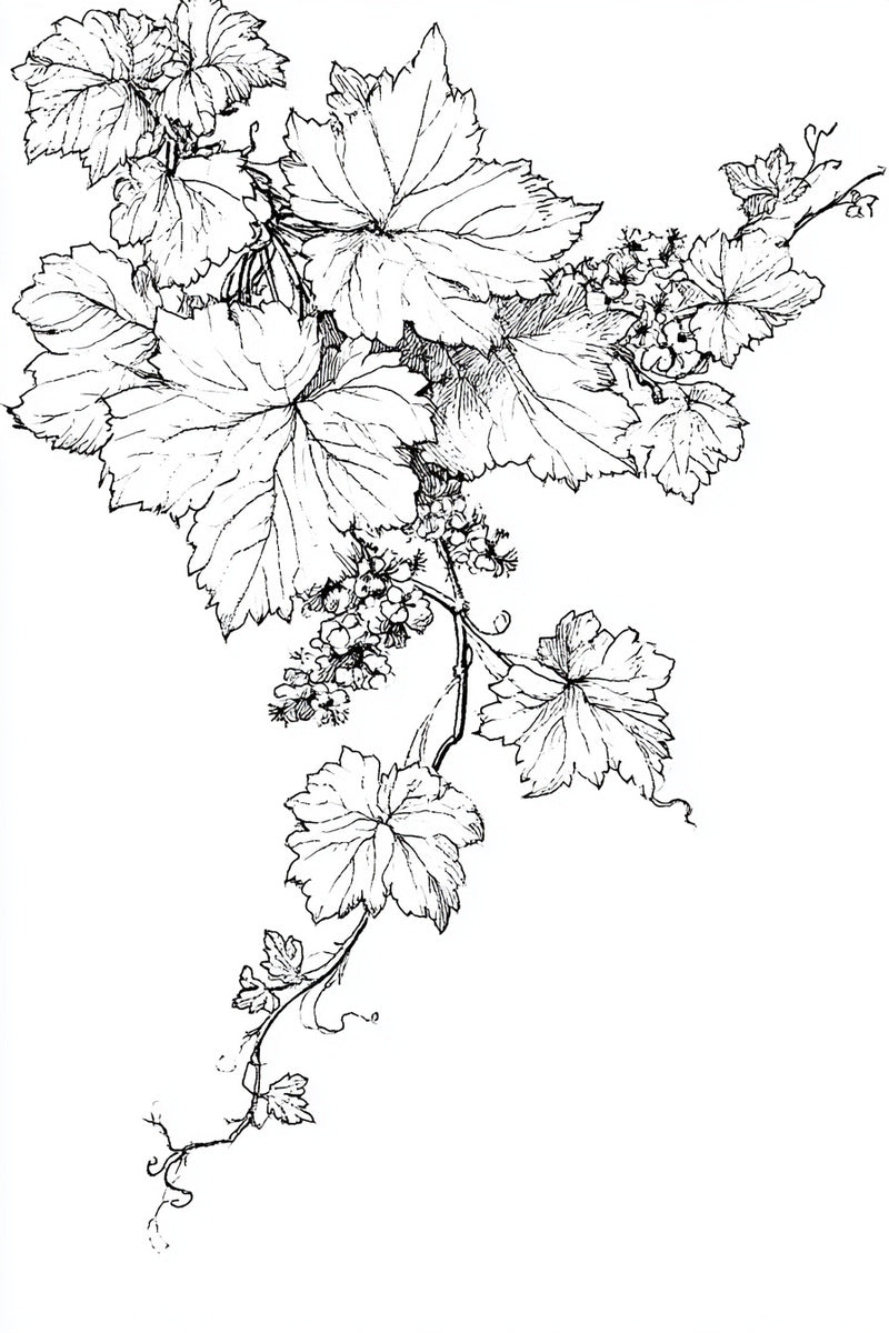 Sacred Vine Corner from Church Embroidery & Sacred Ornament Book 4, a digital embroidery design reference for machine embroidery designs, embroidery patterns and corner embroidery.