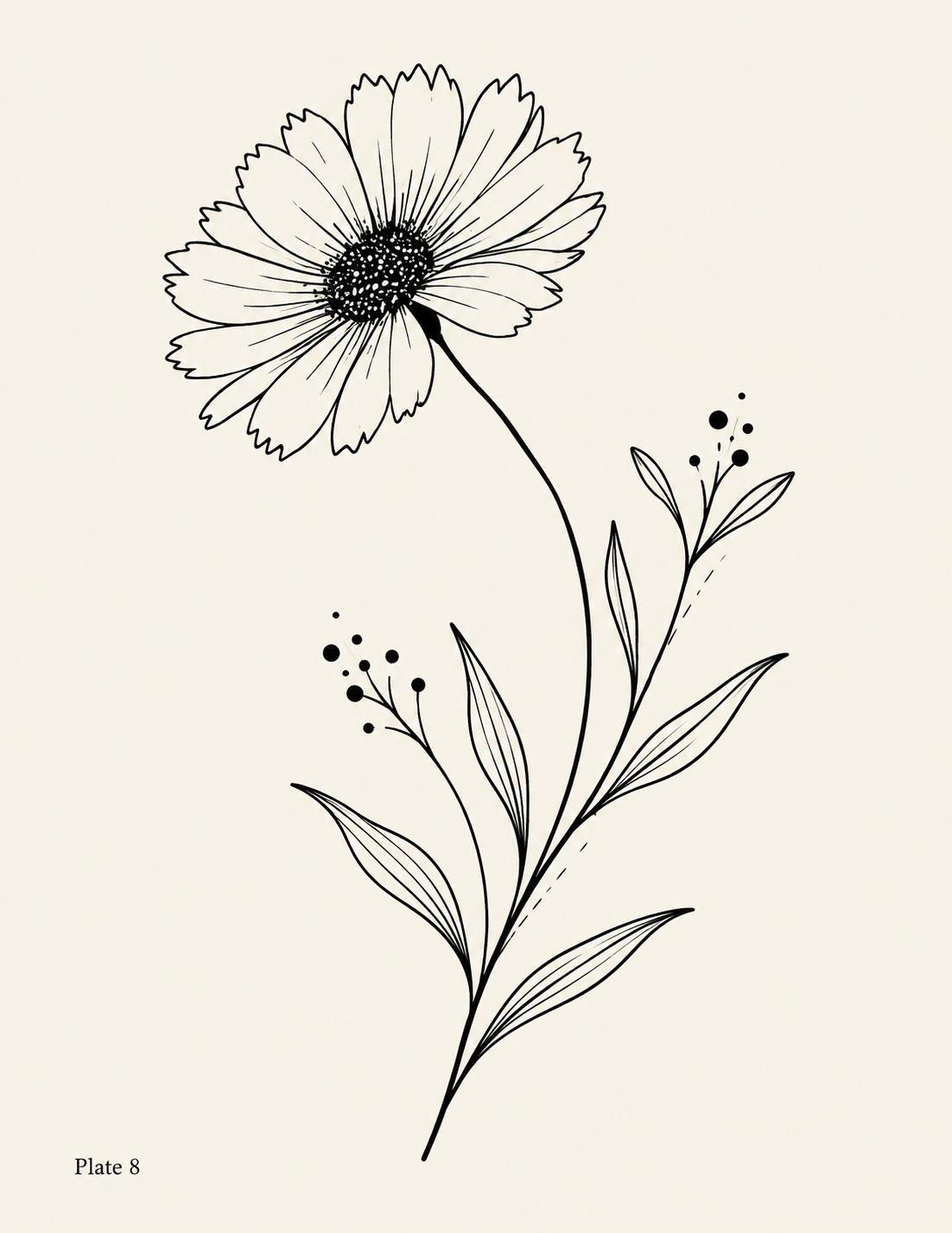 Plate 8 drawing: a single daisy with slender leaves and seed sprigs, a minimal botanical embroidery reference.