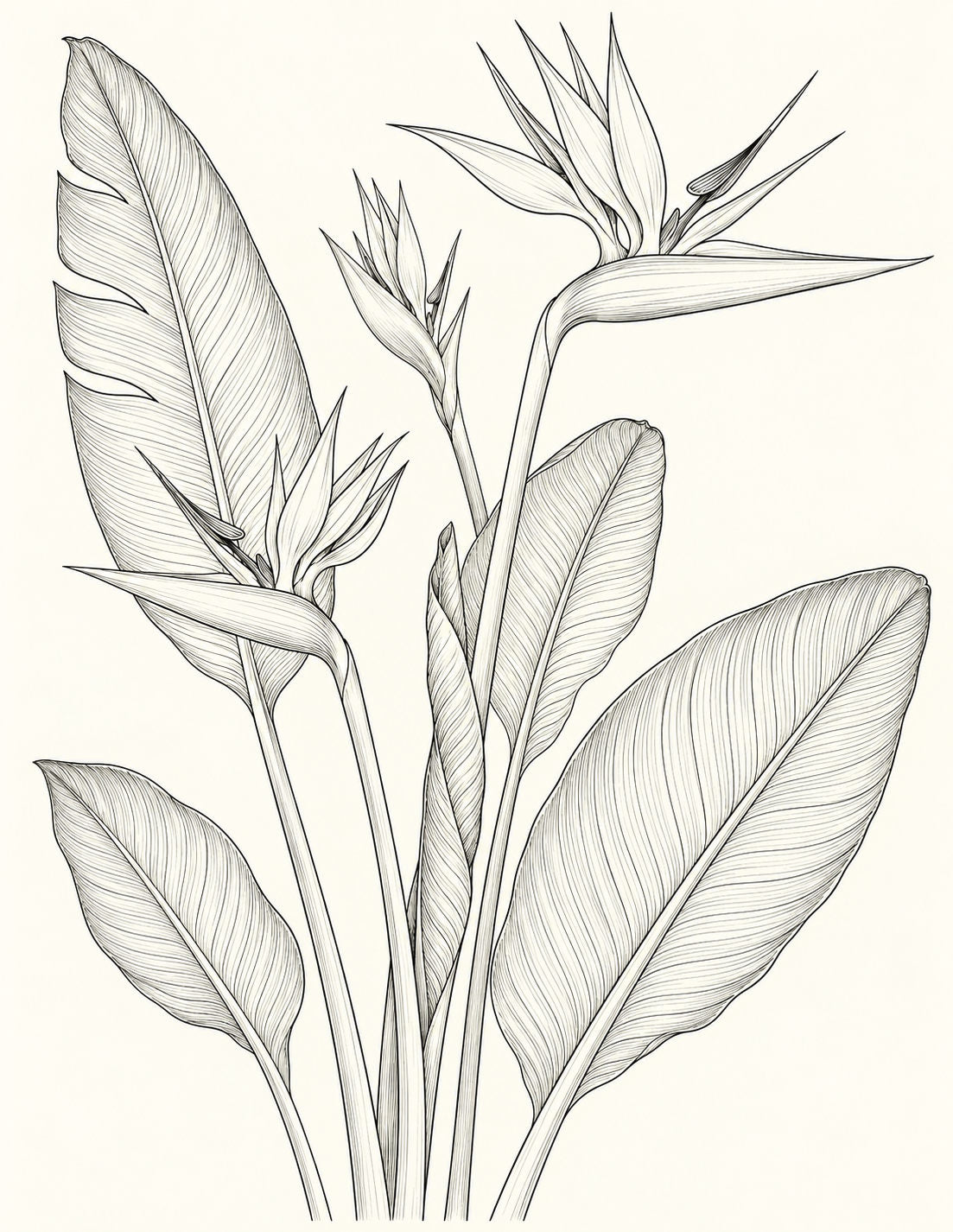 Study 117 Bird of Paradise Across the Split Leaf botanical drawing