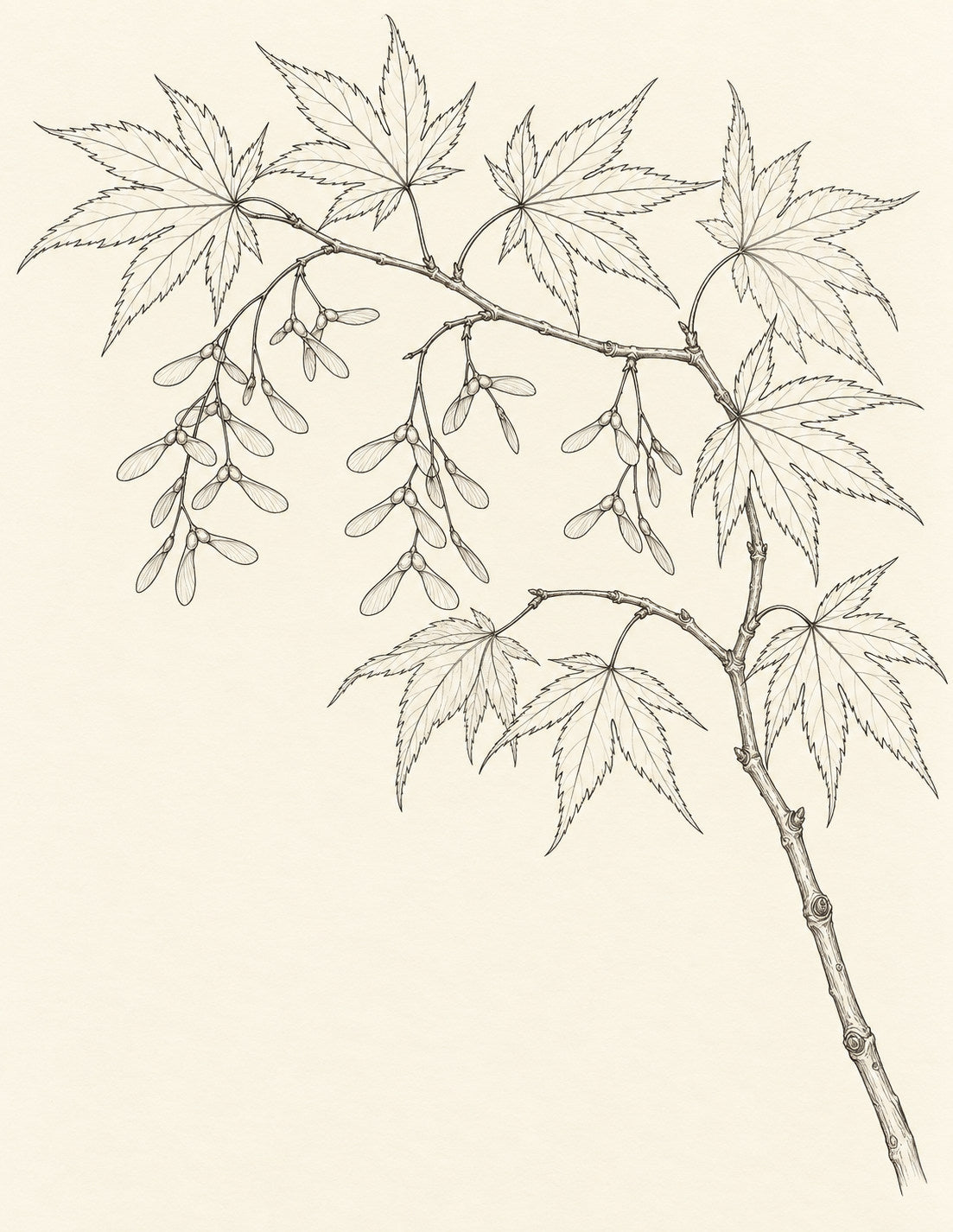 Study 149 Maple Samaras Beneath the Turning Crown botanical drawing