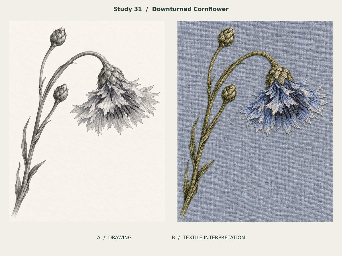 Downturned Cornflower, Study 31: graphite-and-ink drawing beside the corresponding textile interpretation from The Meadow in Thread.