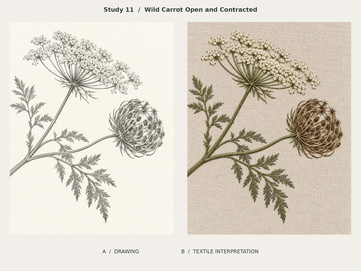 Wild Carrot Open and Contracted, Study 11: graphite-and-ink drawing beside the corresponding textile interpretation from The Meadow in Thread.