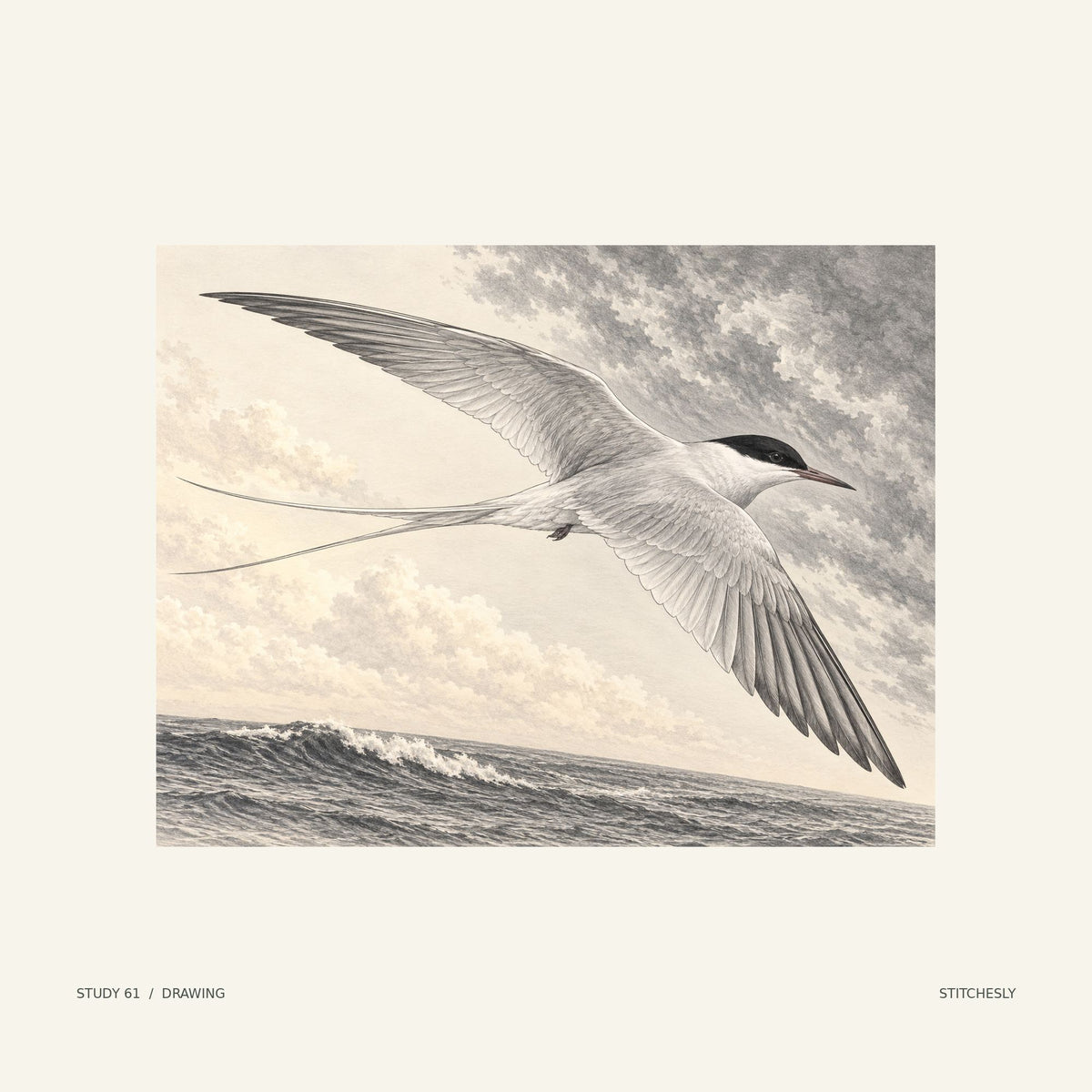 Study 61, drawing. An Arctic tern stretches its wings above an ocean swell beneath a broad sky. The monochrome drawing presents the composition through line and shading.